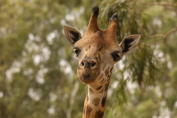 Obraz premium close up of giraffe face