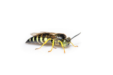 Male Sand Wasp (Bicyrtes quadrifasciatus) on white background