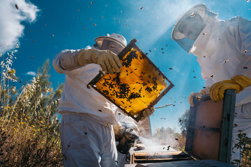 Beekeepers working to collect honey. Organic beekeeping concept.