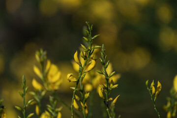 Obraz premium Ginestre in Fiore Sud Italia