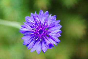 close up of a purple flower