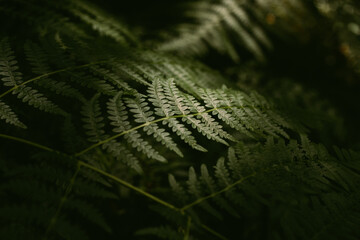 Green natural fern leaves as background.  Natural foliage texture.  © nachomp82