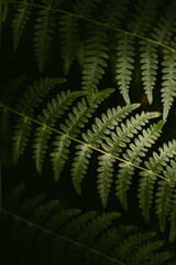 Green natural fern leaves as background.  Natural foliage texture. 