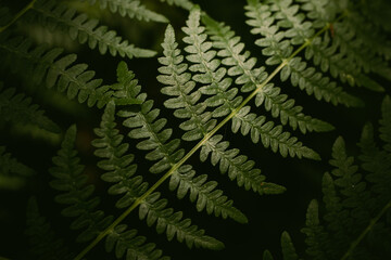 Green natural fern leaves as background.  Natural foliage texture. 