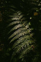 Green natural fern leaves as background.  Natural foliage texture. 