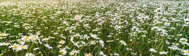 Field of Daisies in a meadow