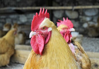 Cock domestic bird zoo animal beautiful eyes red comb farm live background