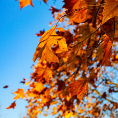 Bright yellow leaves in the sunlight.