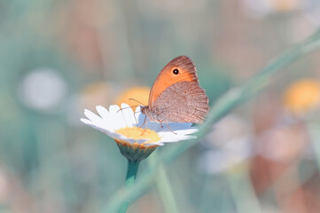 Closeup beautiful butterfly sitting on the flower in a summer garden
