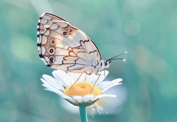 Closeup beautiful butterfly sitting on the flower in a summer garden
