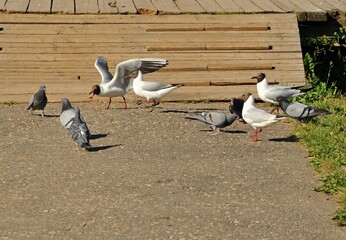 Obraz premium Gulls and pigeons on the lake in the Park eat bread