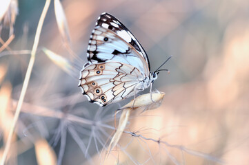 Closeup beautiful butterfly sitting on the flower in a summer garden