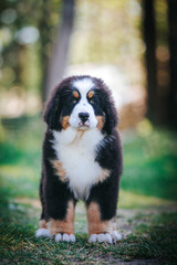 Bernese mountain dog in green park background. Active and funny bernese.	