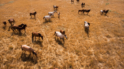 Aerial photo from flying drone of a thoroughbred horse are grazing in Kazakhstan district in sunny summer day. Meadow with animals in countryside with dry climate in spring season. Concept environment