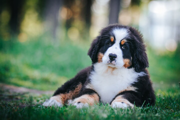 Bernese mountain dog puppy outside. So cute and small bernese puppy.