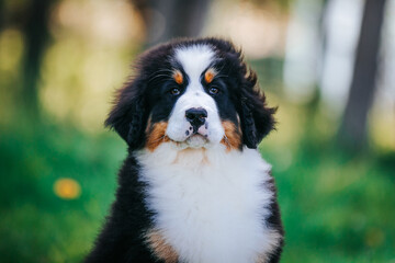 Bernese mountain dog puppy outside. So cute and small bernese puppy.