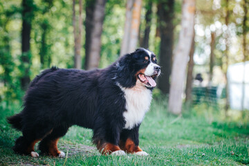 Bernese mountain dog in green park background. Active and funny bernese.