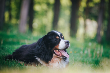 Naklejka na ściany i meble Bernese mountain dog in green park background. Active and funny bernese. 