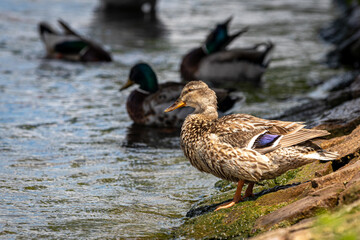 Ente