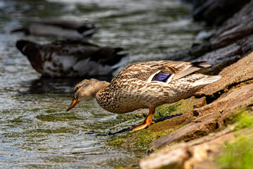 Ente