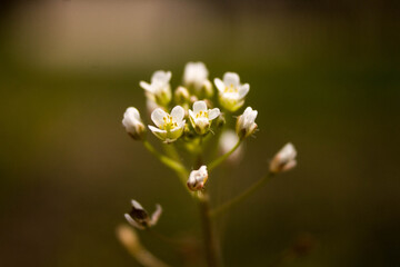 small white flowers in macro shot on nature background