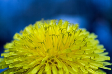 macro dandelion flower on blue background