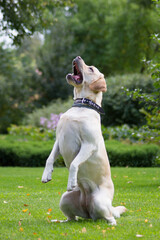 Labrador retriever in the green park.	