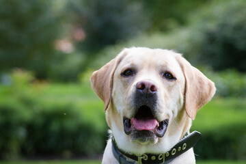 Labrador retriever in the green park.