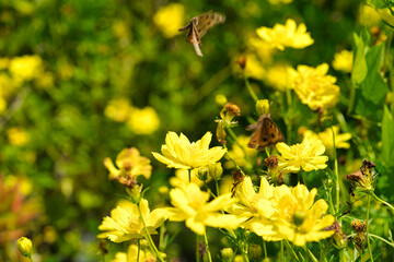 bee on yellow flower