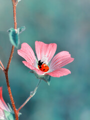Beautiful ladybug on leaf defocused background