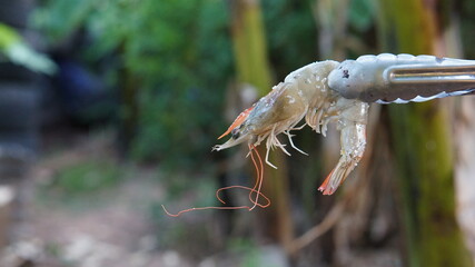 shrimp on a branch