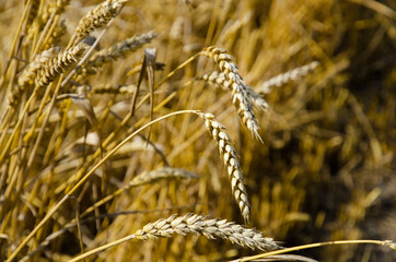 Wheat field. Ears of golden wheat