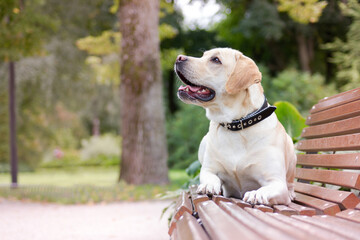Labrador retriever on bench. Dog in the park.
