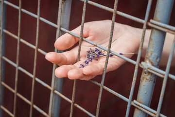 The girl's hand is holding lavender flowers in her palm through the metal bars. Symbol of violation of women's rights