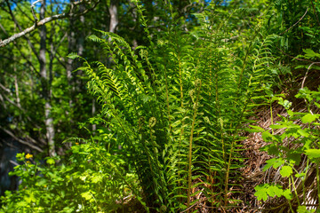 Naklejka na ściany i meble Fern plants cover the ground of the natural forest. Sunny summer day