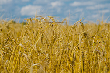 Wheat field. Ears of golden wheat