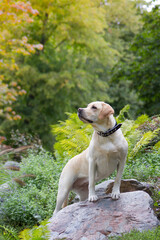 Labrador retriever in the green park.	
