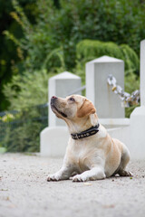 Labrador retriever in the green park.	