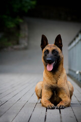 Malinois portrait  outside. Happy strong dog portrait