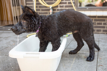 Oud duitse herder pup staat in badje met water.
