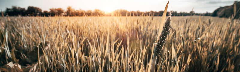 Wheat field at sunrise in Summer