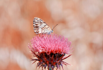 Closeup beautiful butterfly sitting on the flower in a summer garden
