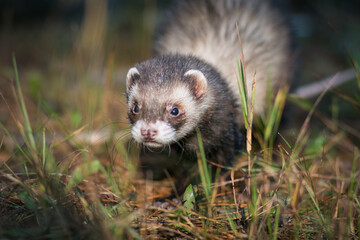 Fluffy ferret pet posing in the forest.	