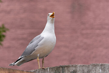 Marine bird Albatross sitting on fence with an open beak. On a pink background