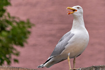 Marine bird Albatross sitting on fence with an open beak. On a pink background