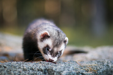 Fluffy ferret pet posing in the forest.