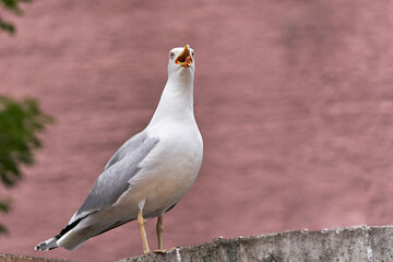 Marine bird Albatross sitting on fence with an open beak. On a pink background