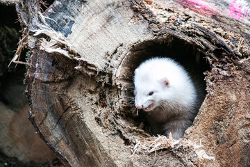Fluffy ferret pet posing in the forest.	