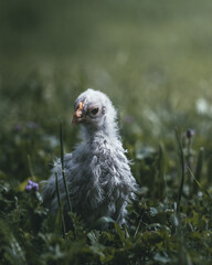 Little chicken 