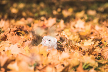 Fluffy ferret pet posing in the forest.	
